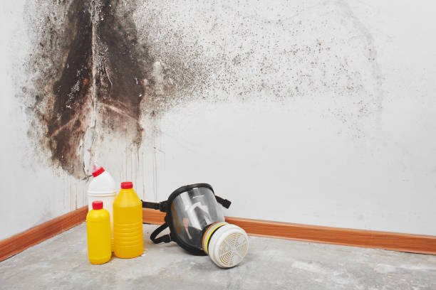 Best Mold Removal Near Me  in Newton, MA