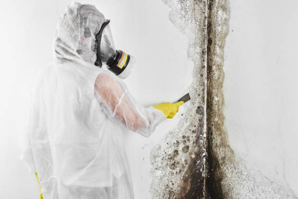 Best Mold Testing  in Newton, MA