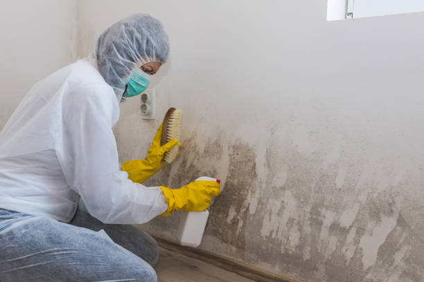 Newton, MA Mold Removal Company