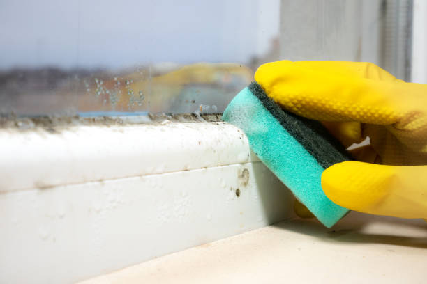 Best Residential Mold Removal  in Newton, MA