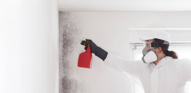 Best Same-Day Mold Removal  in Newton, MA