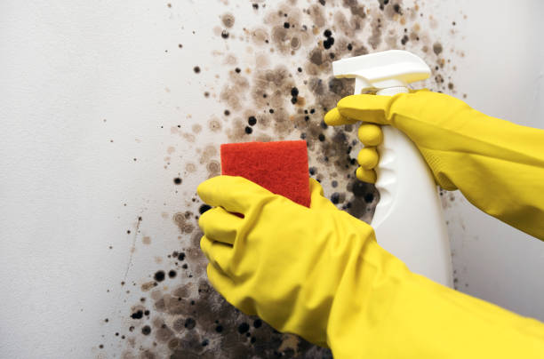 Best Office Mold Removal Services  in Newton, MA