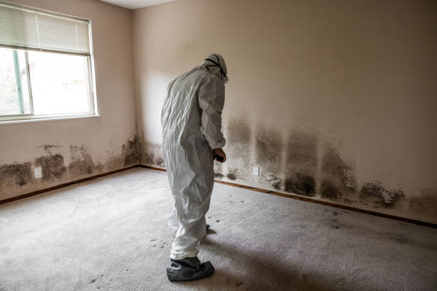Best Mold Remediation  in Newton, MA