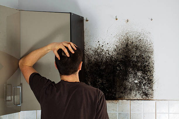 Best Mold Cleaning Services  in Newton, MA