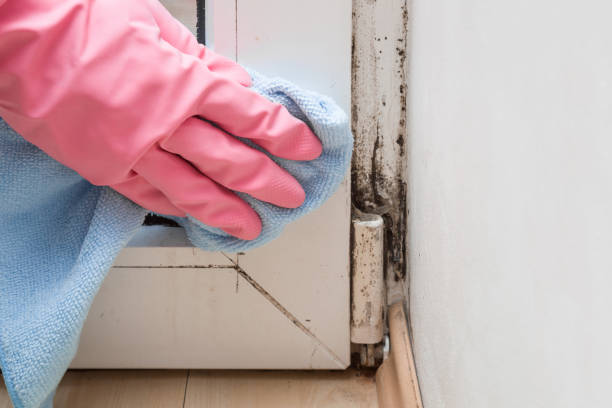 Best Mold Testing  in Newton, MA