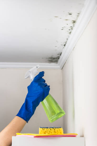 Mold Removal Process in Newton, MA